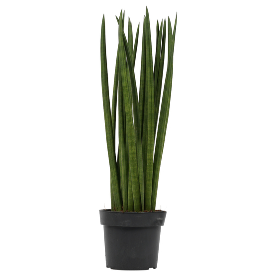 Sanseveria cylindrica spaghetti - pot D17cm