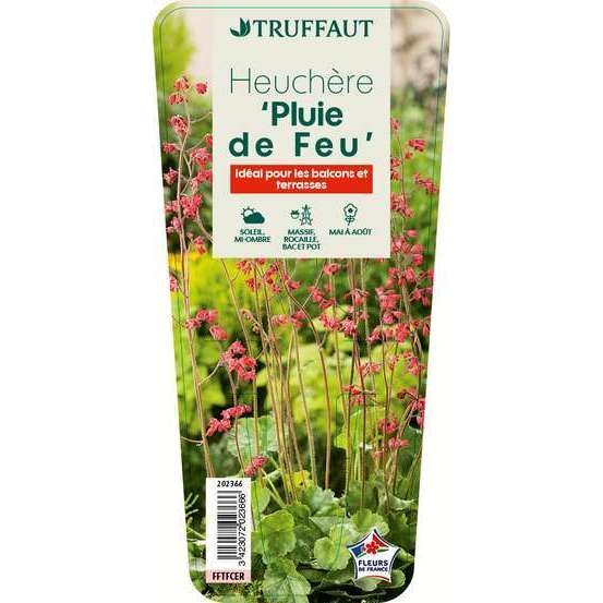 Heuchère Pluie de Feu : godet