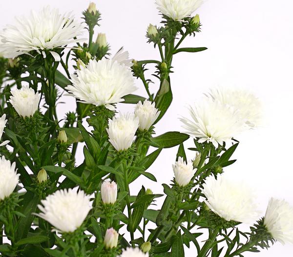 Glattblatt-Aster