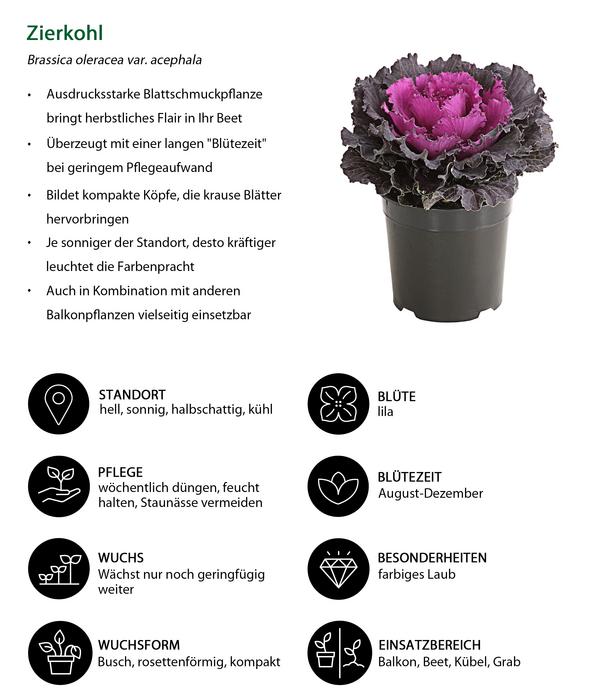 Zierkohl