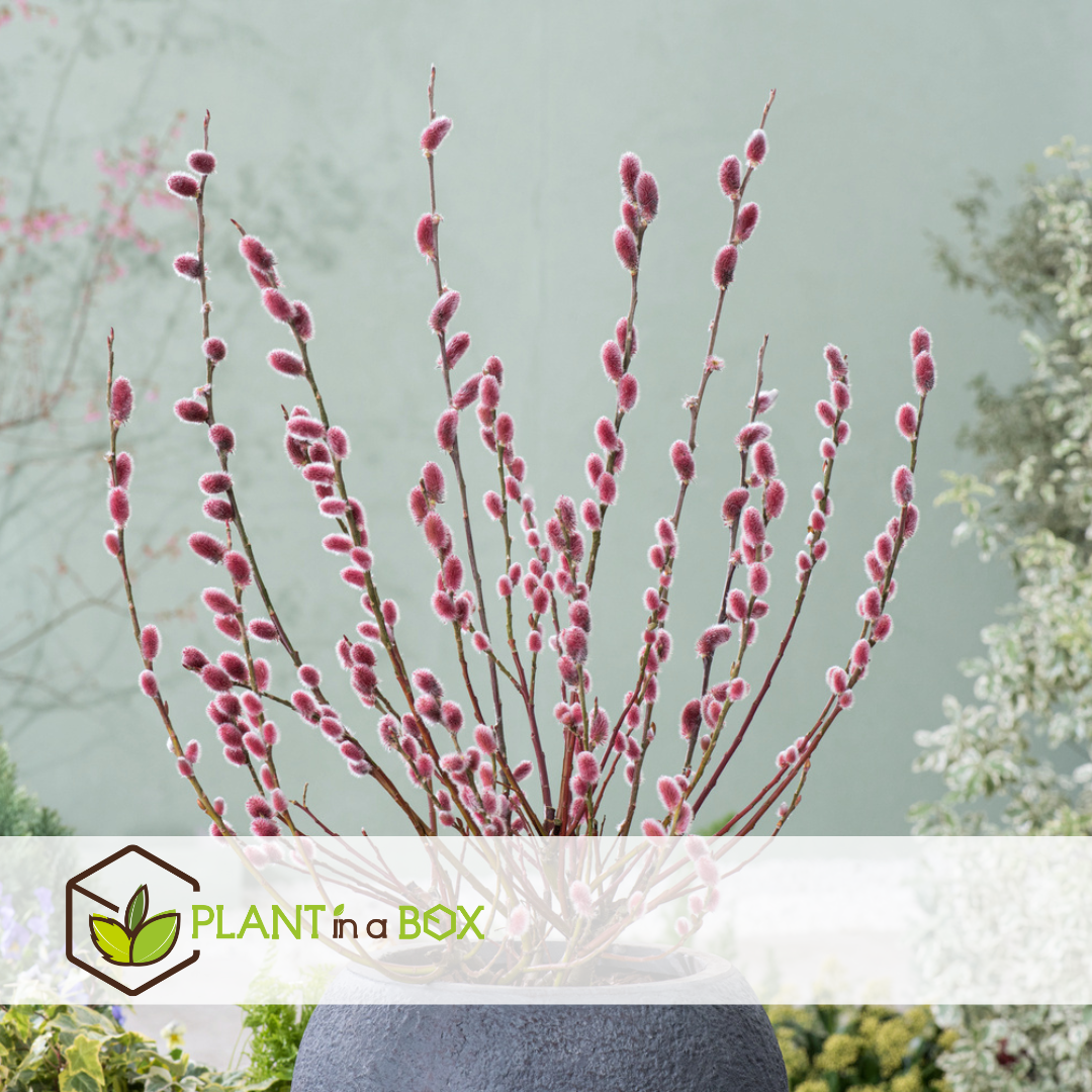 Salix mount aso gracilistyla - jardin - buisson - ⌀17 cm - hauteur : 40-50 cm