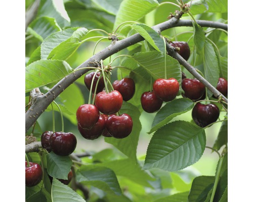 Biologische zoete kers 'Schneiders Späte Knorpelkirsche' FloraSelf Biologische Prunus avium 'Schneiders Knorpelkirsche' Stamhoogte ca. 30 cm. 60 cm Totale hoogte 130-150 cm Co 7,5 L Bush