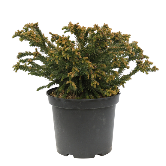 Cryptomeria japonica 'Dinger' H40/50 cm - pot 5L
