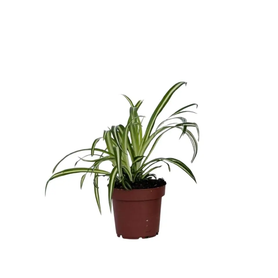 Graslelie - Chlorophytum comosum 'Atlantic' - Hoogte 25-40cm - ⌀12cm