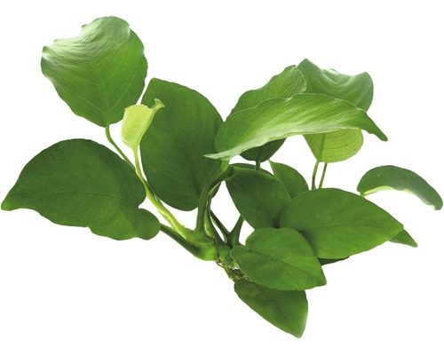 Breedbladige speerbladige - Anubias barteri