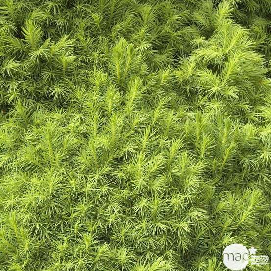 Picea glauca Conica H : 40/50 cm ctr 4L