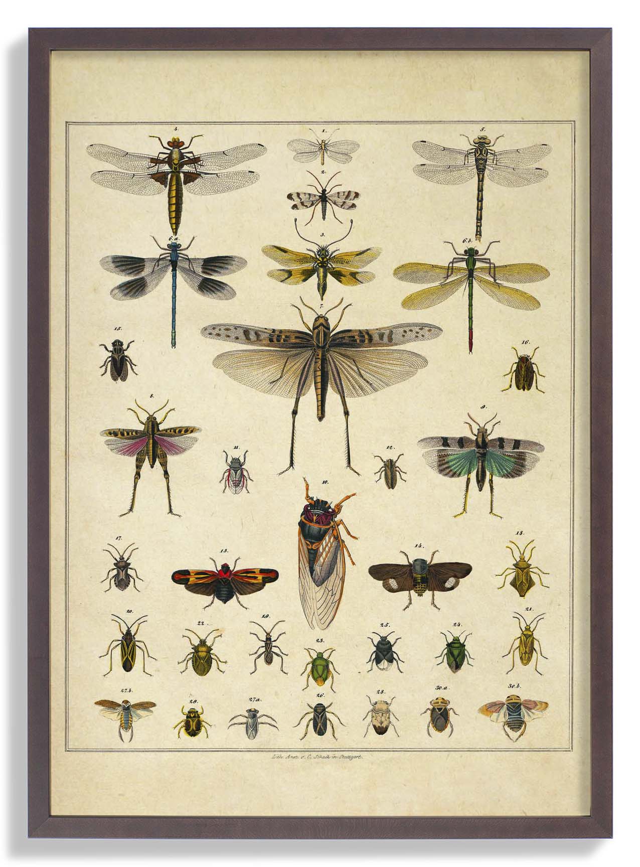 Insekten von Oken