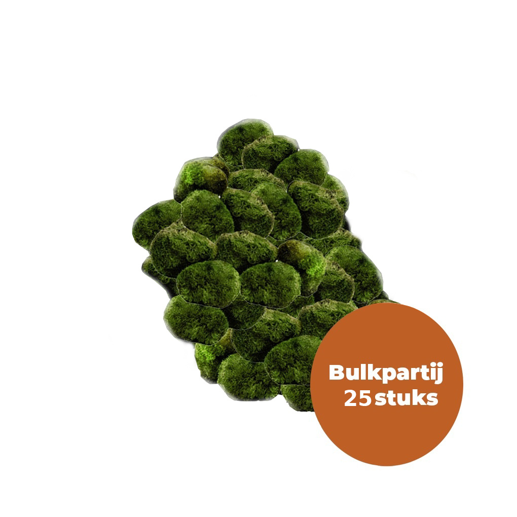 AquastoreXL Waterplant Mosbol Chladoflora XXL 7-9cm Bulkpartij 25 stuk
