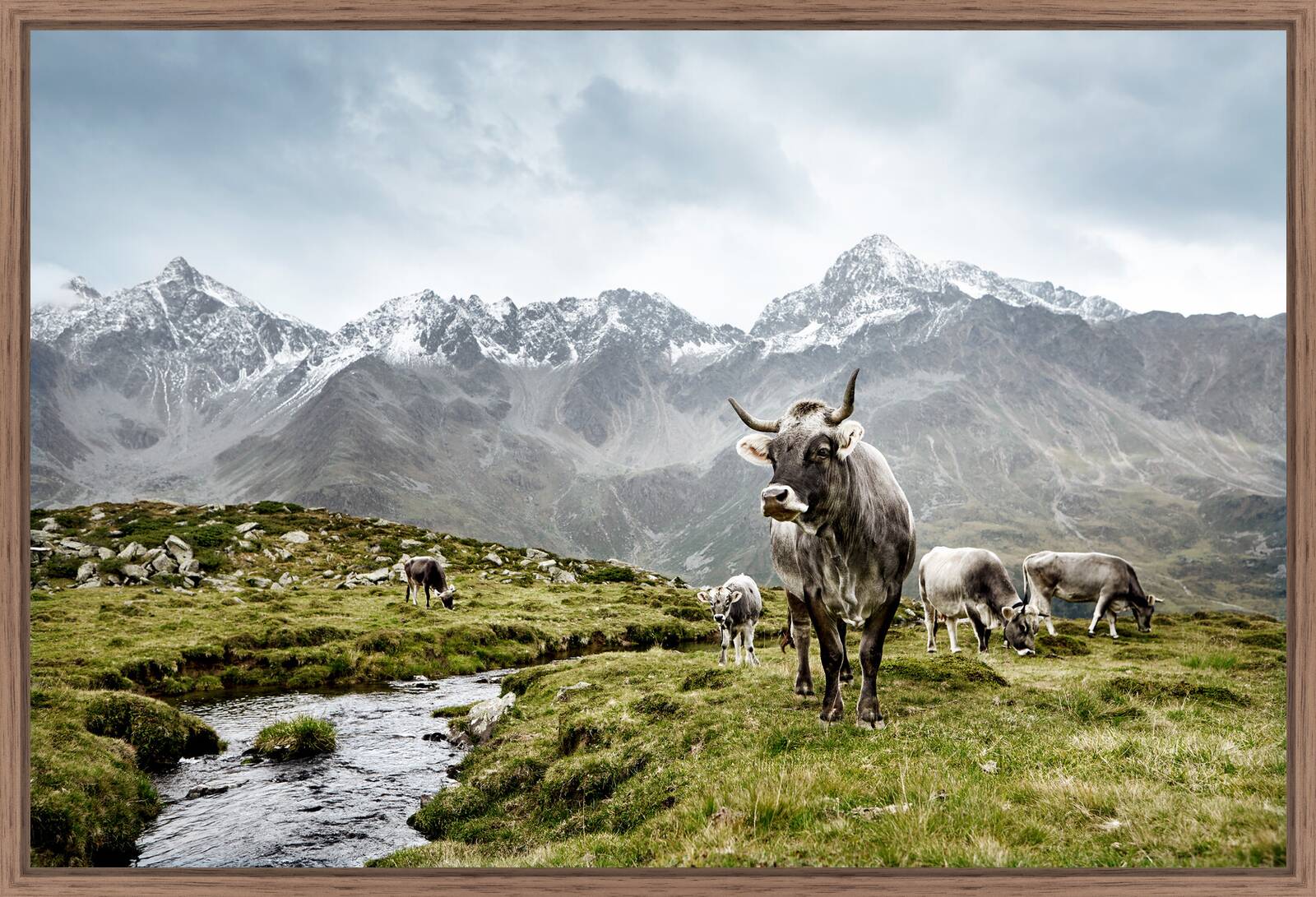 Tiroler Grauvieh by Ramona Waldner - Limited Edition. Edition of: 150. Signed.