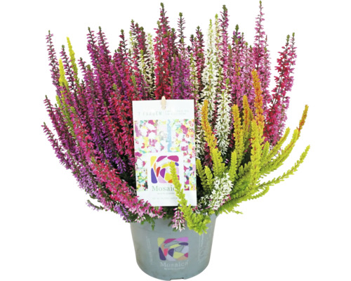 Knopheide FloraSelf Calluna vulgaris Beauty Ladies Mosaica Ø 14 cm pot diverse kleuren