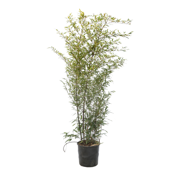 Bambou moyen phyllostachys nigra 150/200 cm: pot de 18 litres