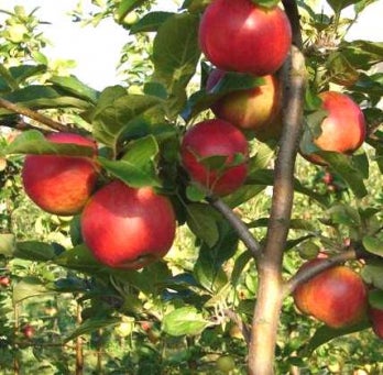 Biologische Handappel (Malus domestica 'Santana') D 26 H 150 cm