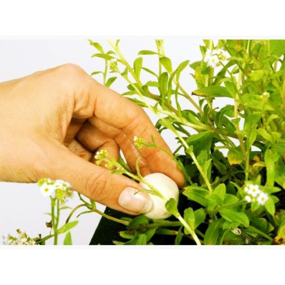 Pastilles d’engrais plantes aquatiques