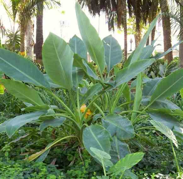 Musella lasiocarpa (bananier lotus d'or) jaune - taille pot de 14 litres - 100/120 cm