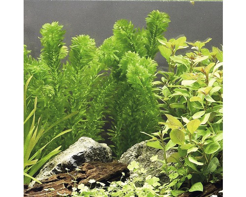 Waterpest tropische soort - Egeria densa, tropische soort