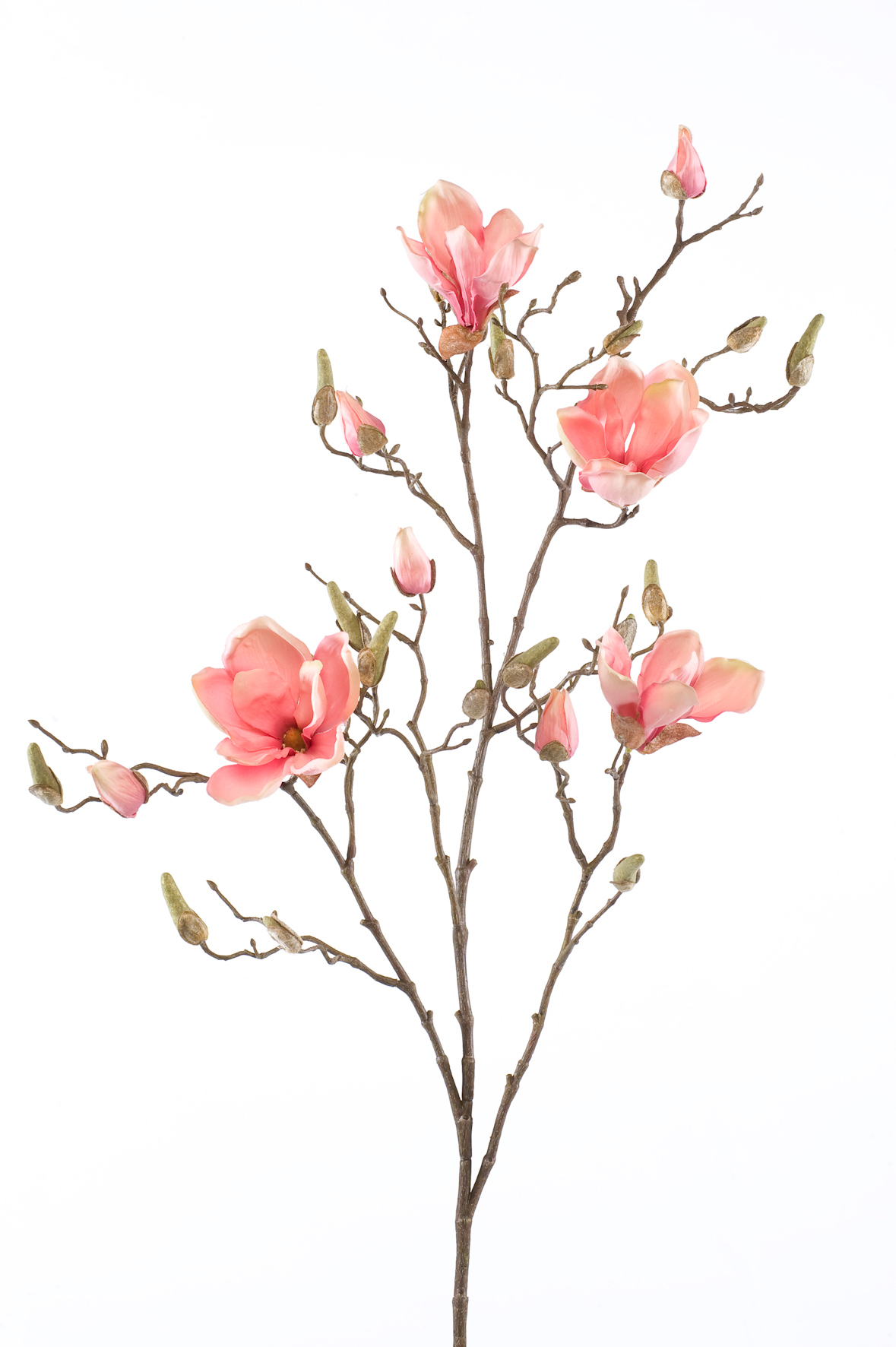 Magnolia branch