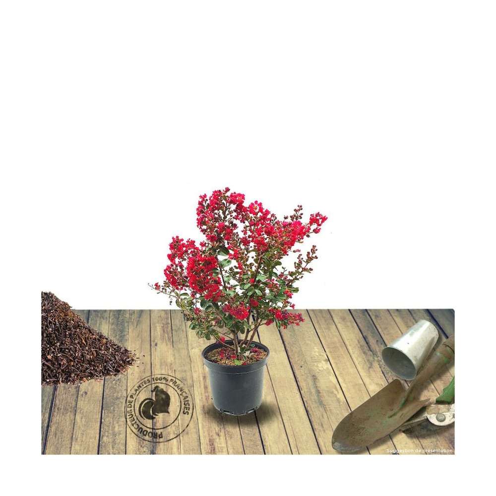Lilas des indes indica dynamite/lagerstroemia indica dynamite[-]pot de 4l - 40/60 cm