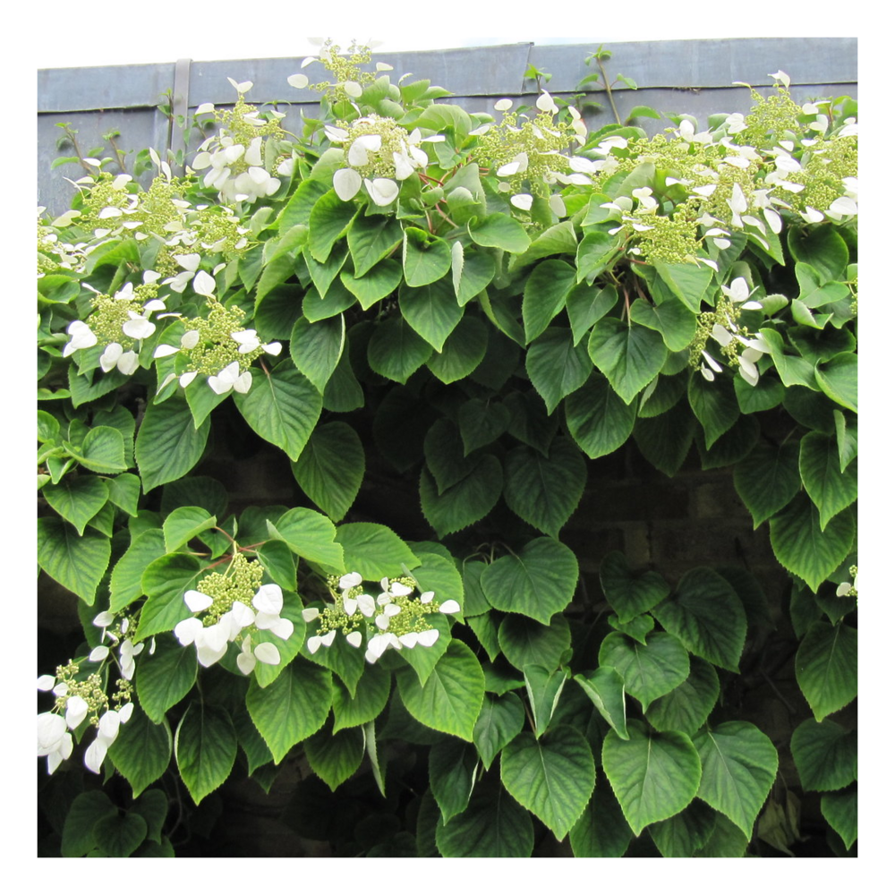 Hortensia grimpant lacy hearts®/schizophragma hydrangeoïdes lacy hearts®[-]pot de 1,5l - tuteur bambou 30/60 cm