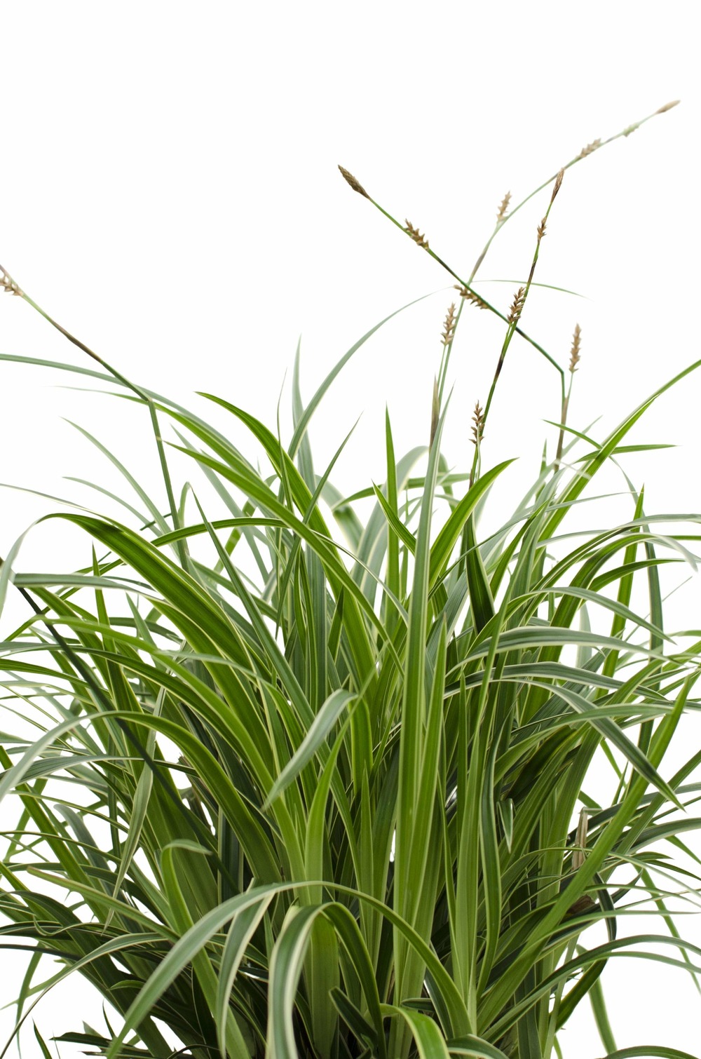 Carex morrowii 'ice dance' - lot de 3