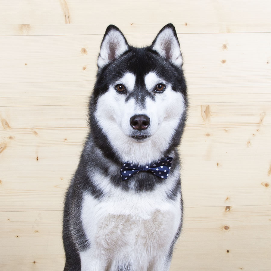 Gravata borboleta azul natalina incrível para cães!