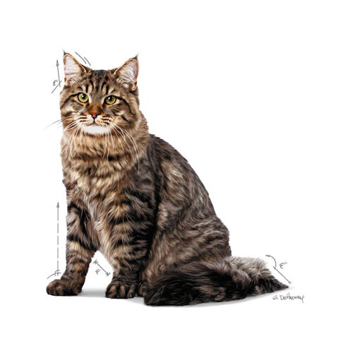 Royal Canin Urinary Care in Jelly - Kattenvoer