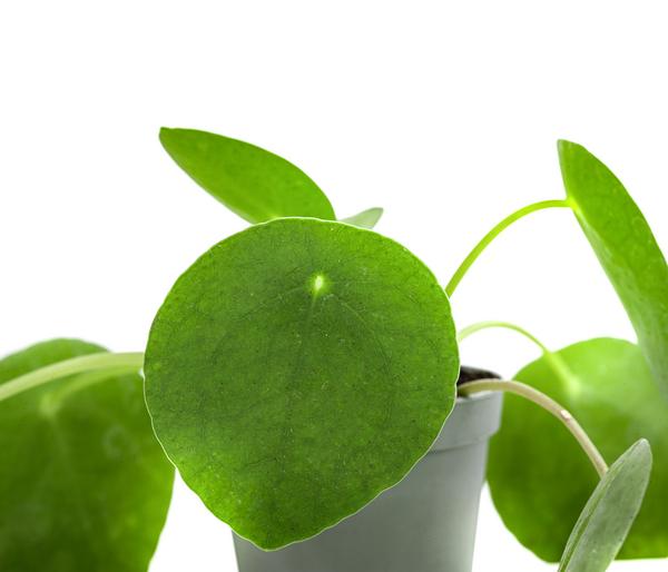 Glückstaler - Pilea peperomioides