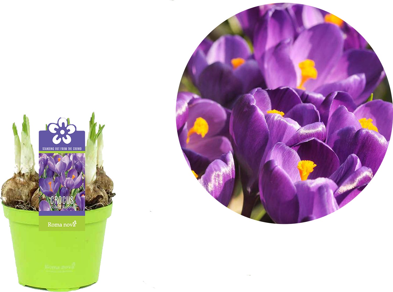 Krokus (Crocus 'Flower Record') D 9 H 11 cm