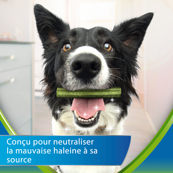 Dentalife ActivFresh Medium -Hygiène bucco-dentaire 115g - 5 Bâtonnets