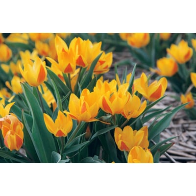 Blumenzwiebeln Afghanische Wildtulpe