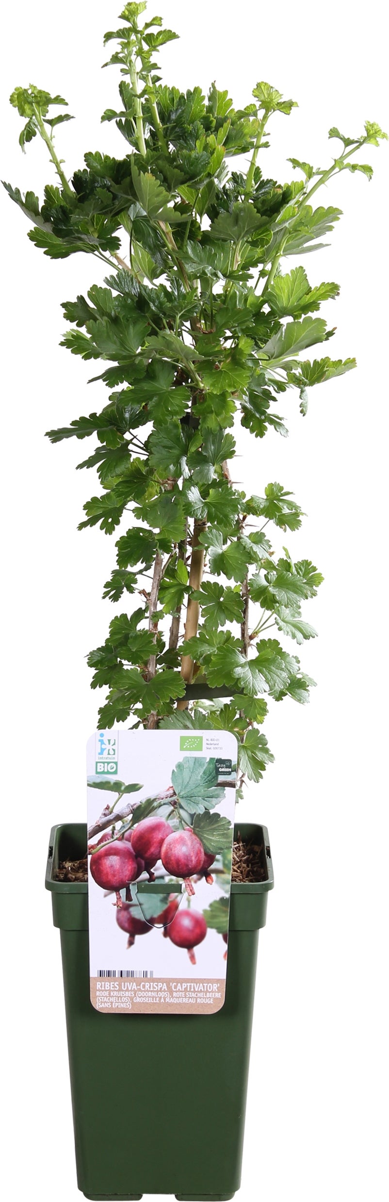 Intratuin biologische Kruisbes (Ribes uva crispa 'Captivator') D 19 H 55 cm