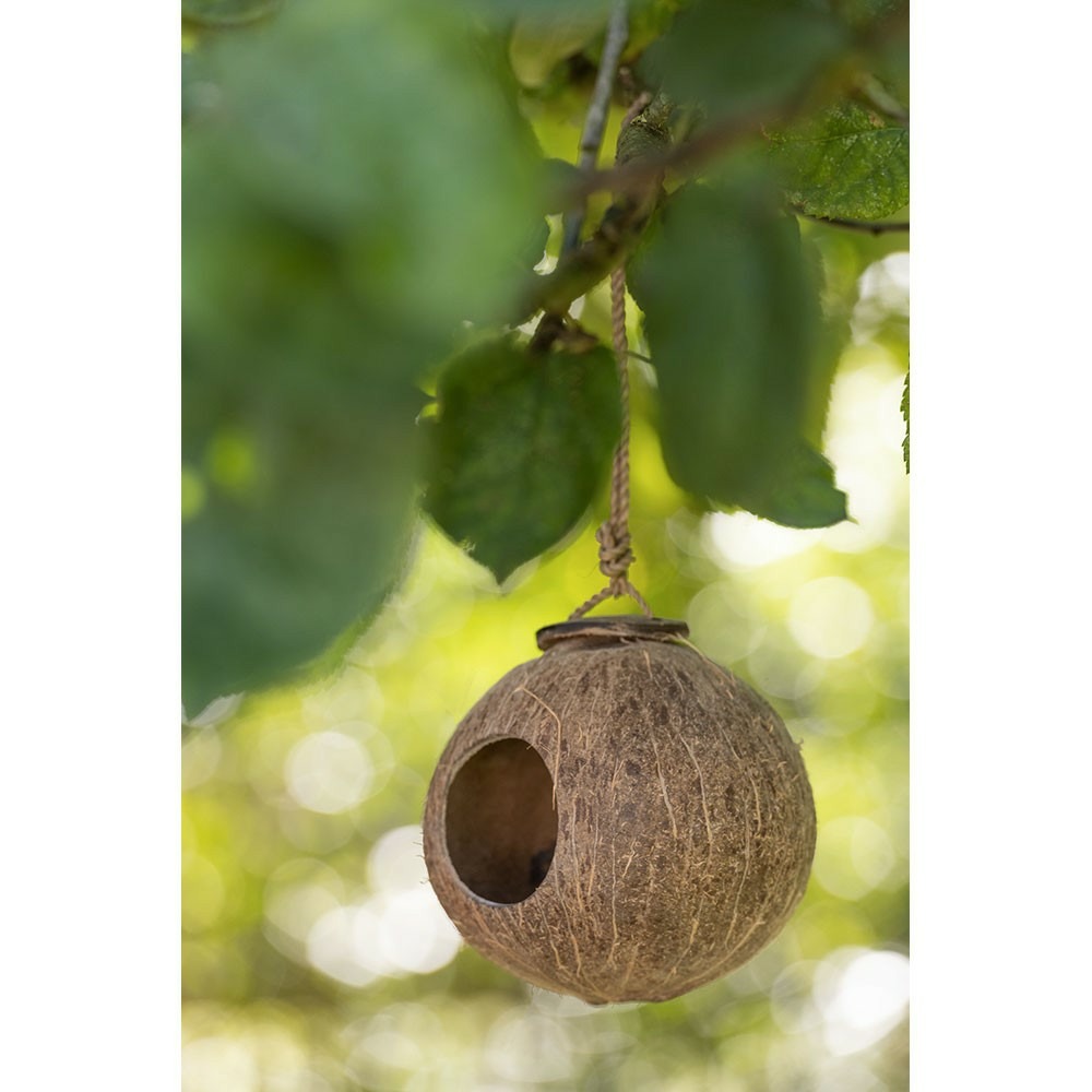 Noix de coco maison marron naturel s