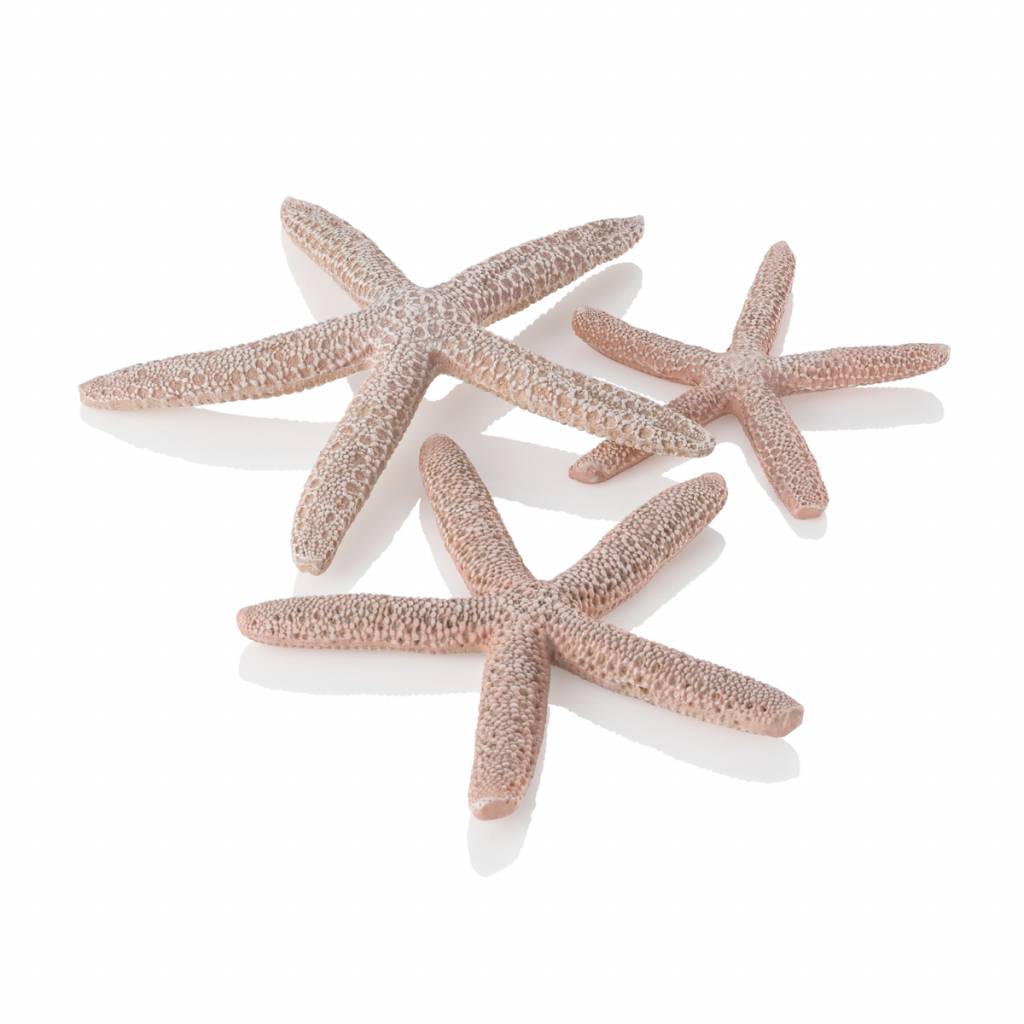 Star Fish naturel