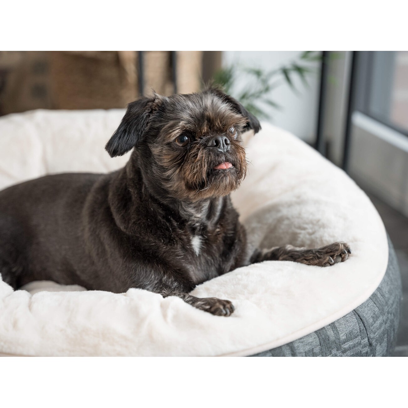 TrendPet LunaBed Hundebett beige S