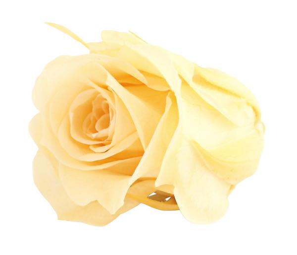 Dehner Longlife-Rose, ca. Ø3 cm
