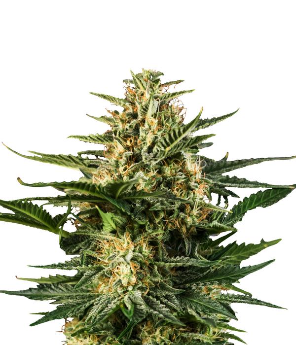 Bud Voyage Hanfsamen Happy Green Gelato, 3