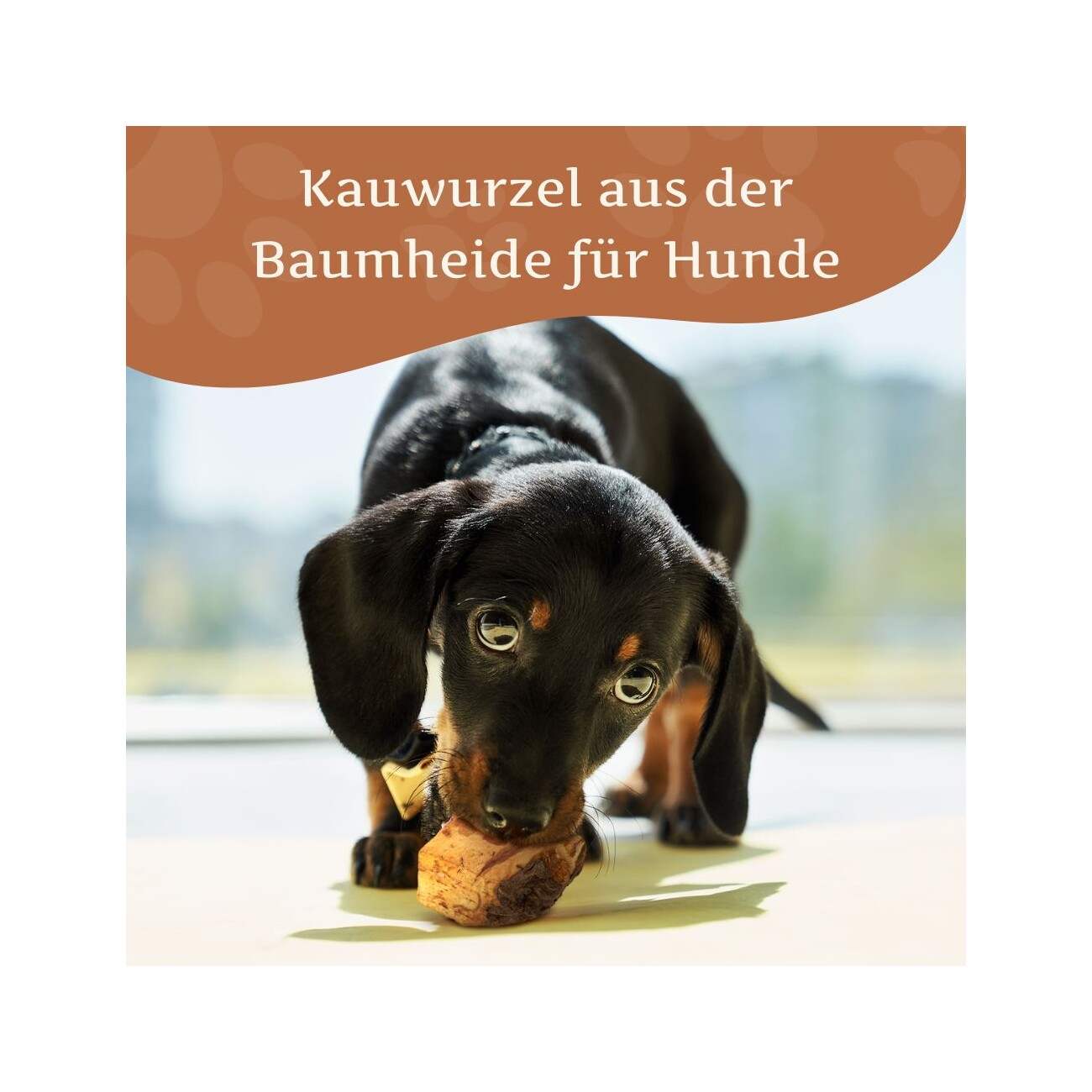 Wildfang ® Kauwurzel aus Baumheide 1 S