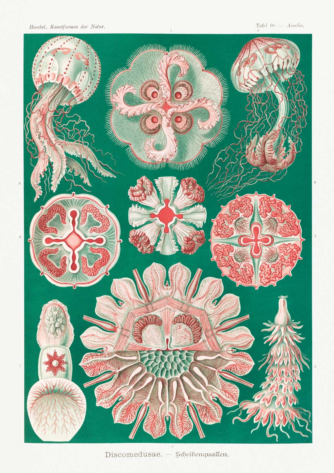 Discomedusae Green Pink von Ernst Haeckel mit Rändern