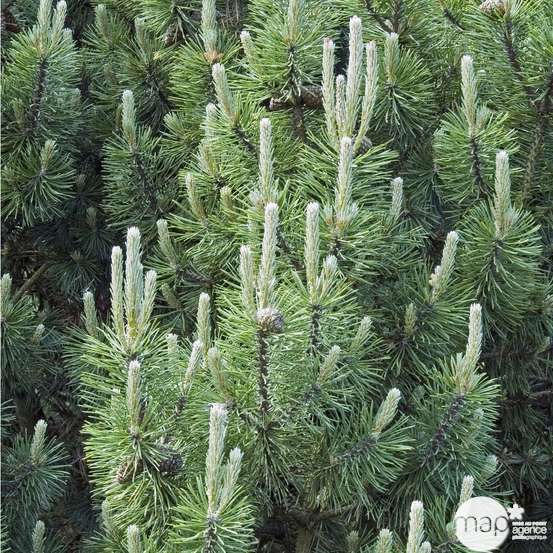 Pinus mugo Mops 20/25 : pot 3L