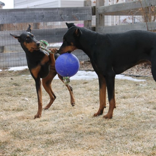 Bola azul para cachorro com corda