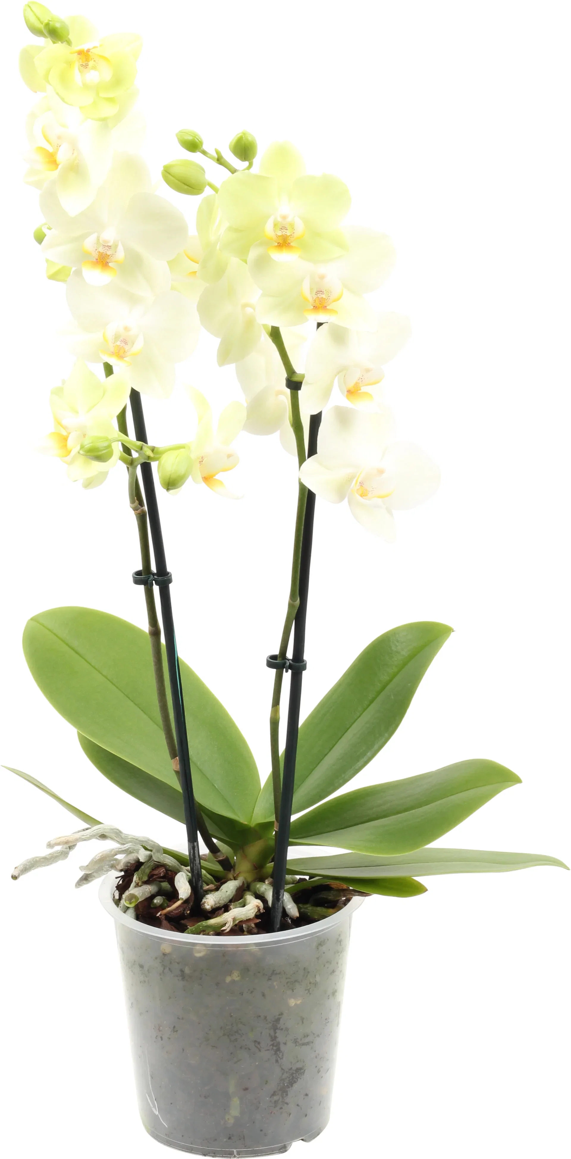 Phalaenopsis hybrid Orkidé Høyde 45 cm