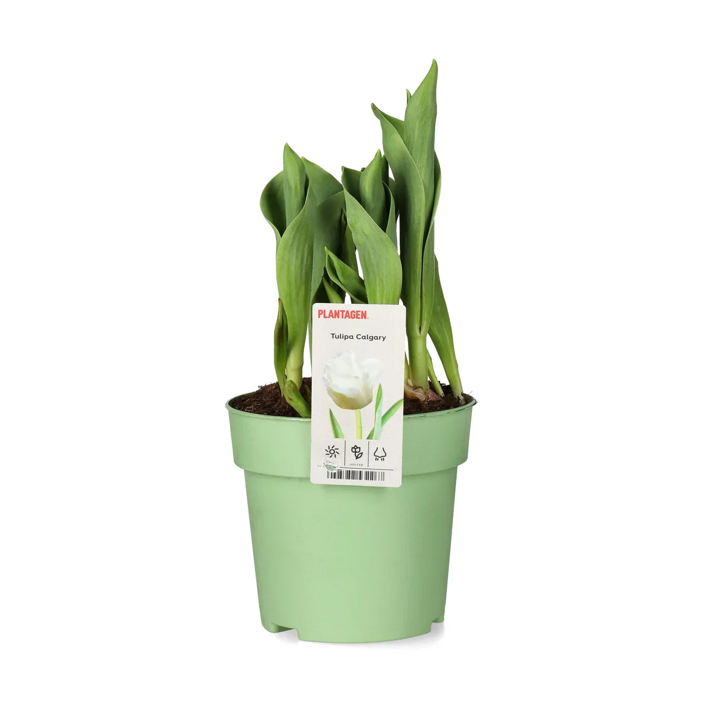 Tulipa gesneriana (Triumph) 'Calgary' Tulipan 'Calgary' Ø12 cm