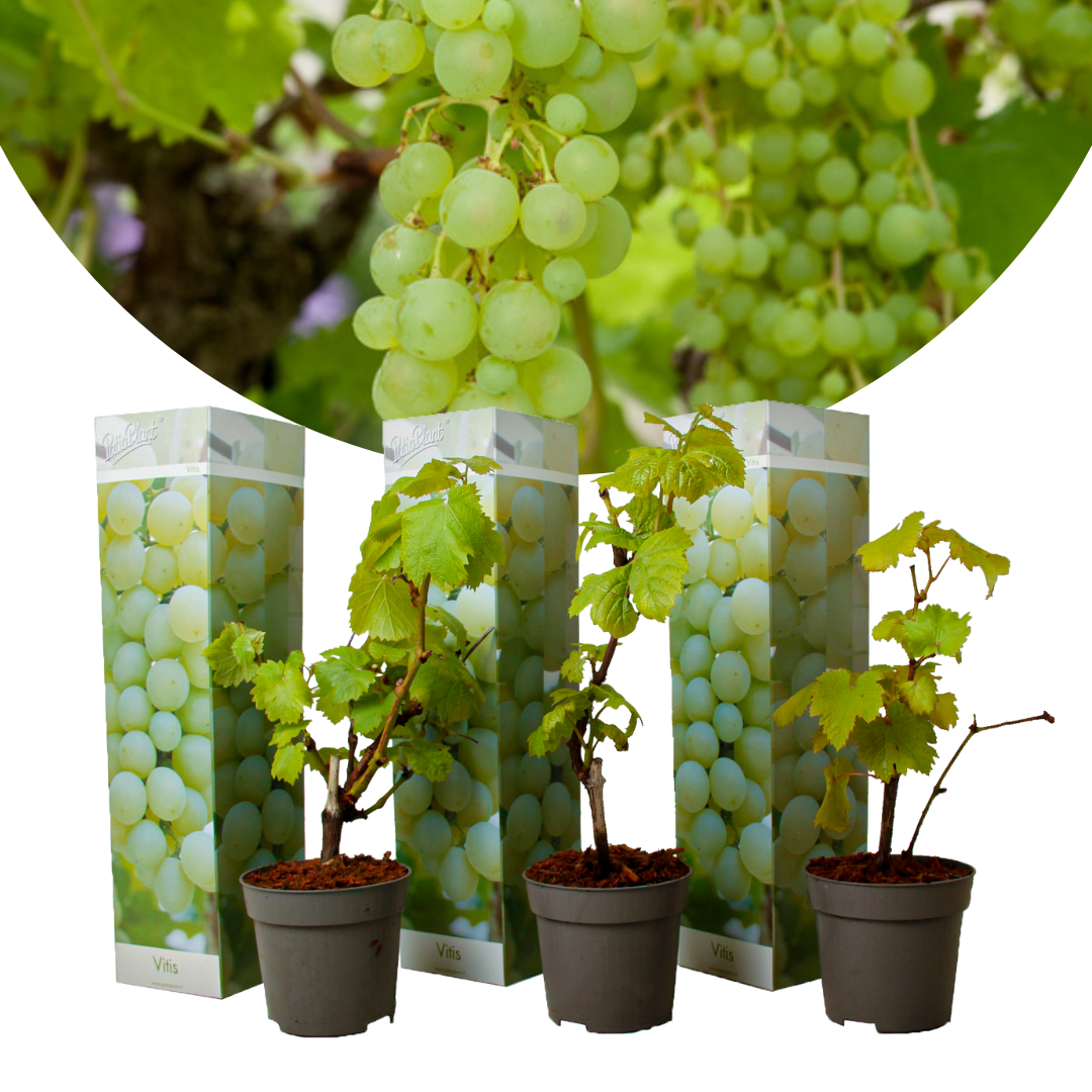 Plants de raisin - set de 3 - vitis vinifera - blanc - pot 9cm - hauteur 25-40cm