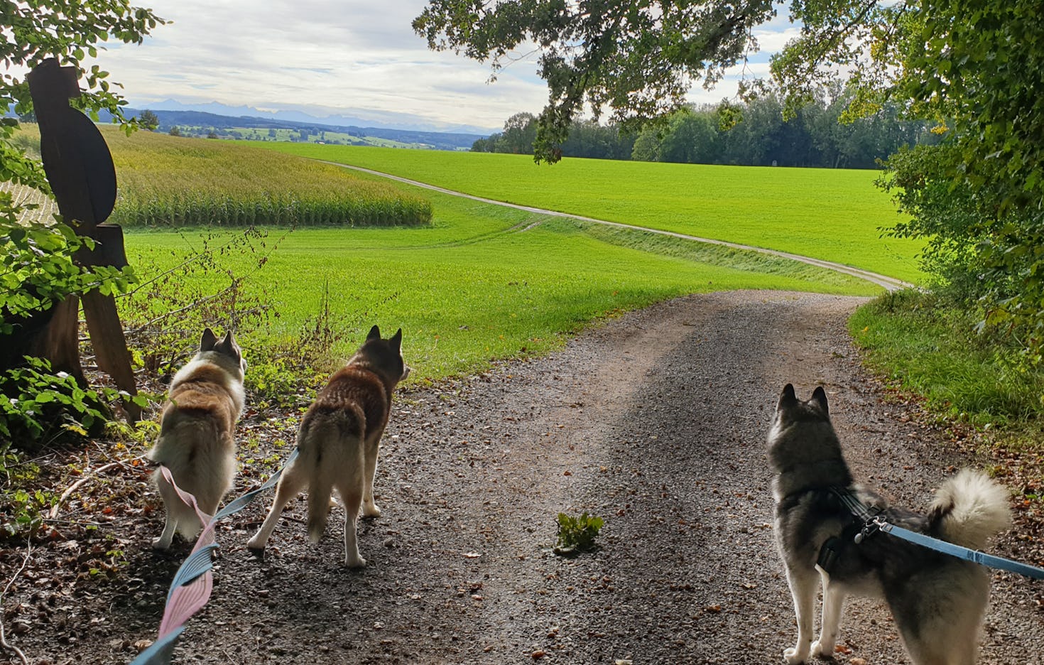 Husky Wanderung Wiedergeltingen