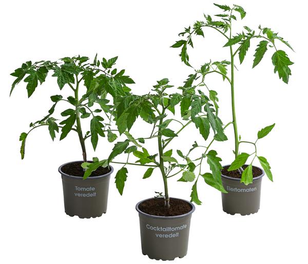 Gemüse-Set Tomatensalat, 3-teilig