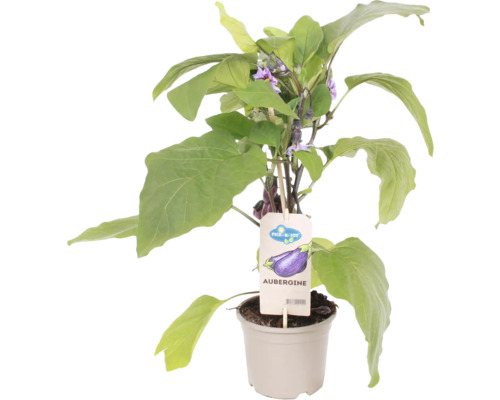 Snack aubergine Pick&Joy Ø 14 cm pot