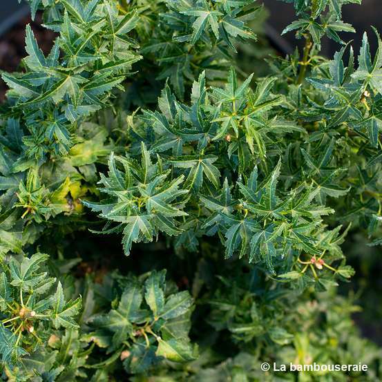 Acer palmatum 'koto hime' : C5L h.30/40cm