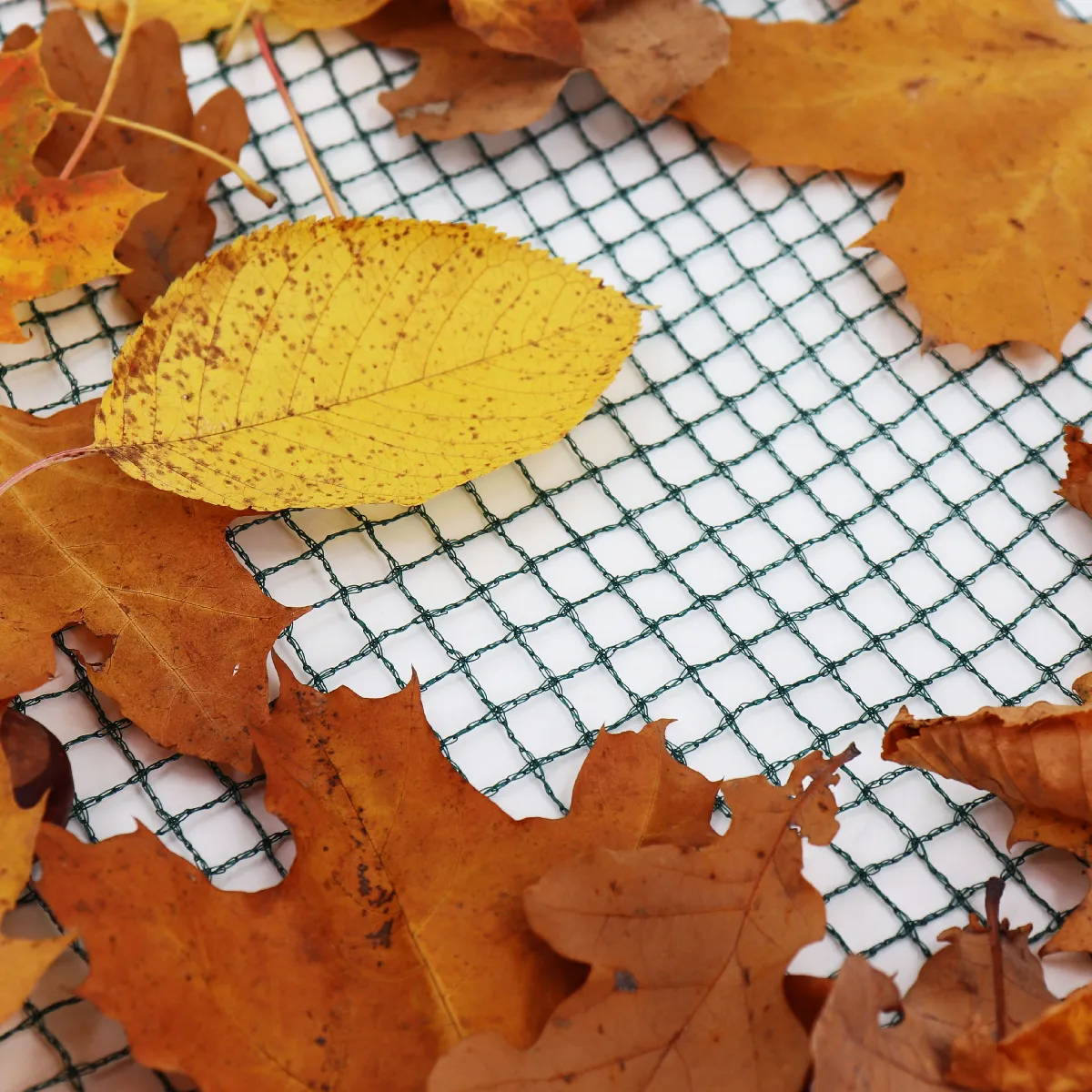 Aquagart Filet anti-feuilles 29 m x 10 m
