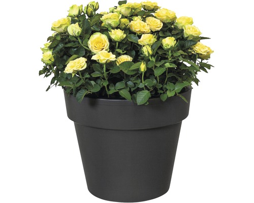 elho Green Basics plantenpot, kunststof, Ø 30 cm, H 25 cm, zwart