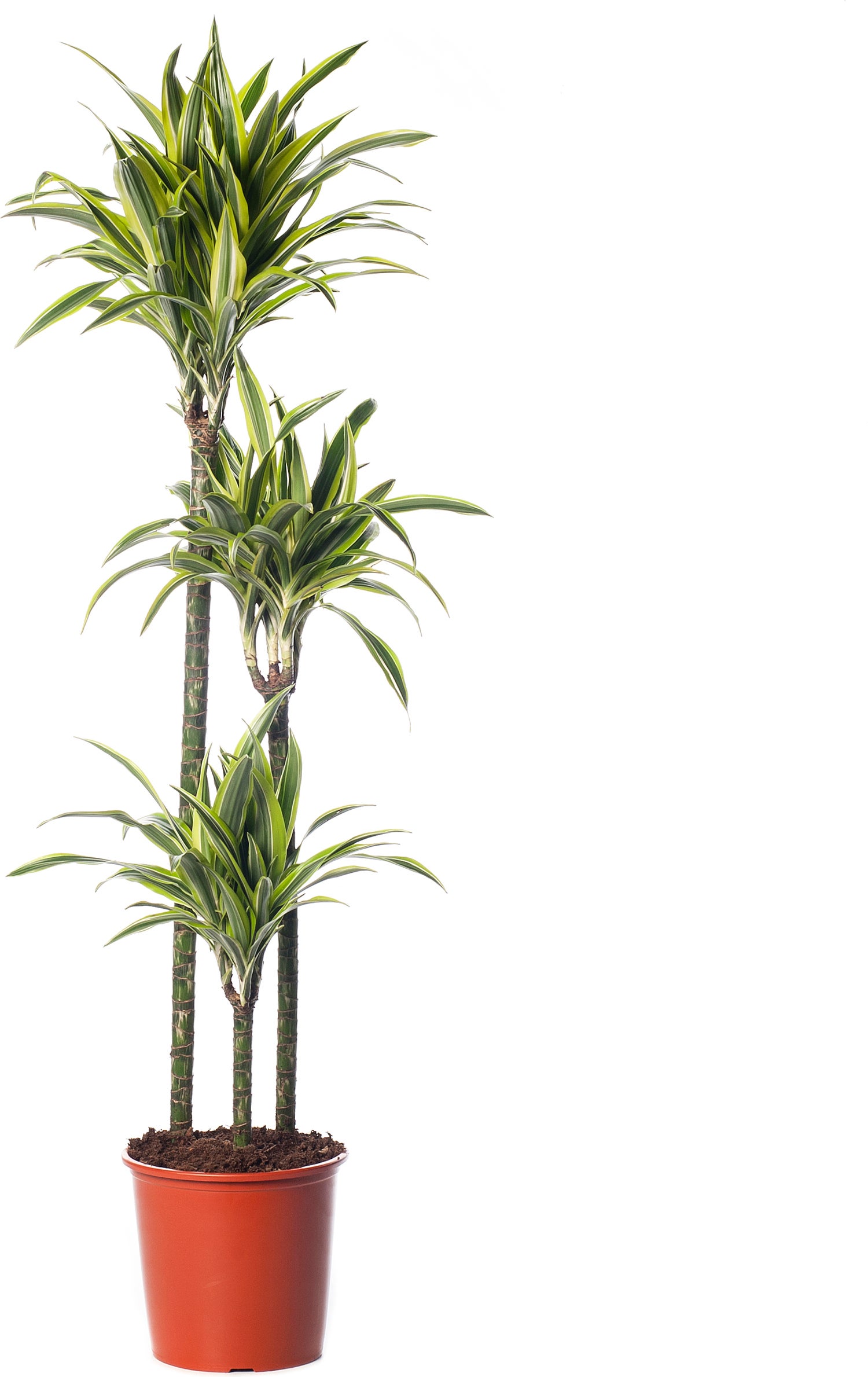 Drakenbloedboom (Dracaena fragrans (D) 'Lemon Lime') D 24 H 140 cm