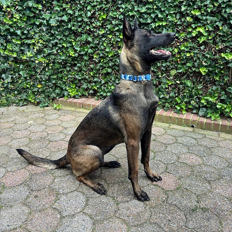 Morso Honden Halsband Gerecycled | Medium | Splash Blauw | 13834.6